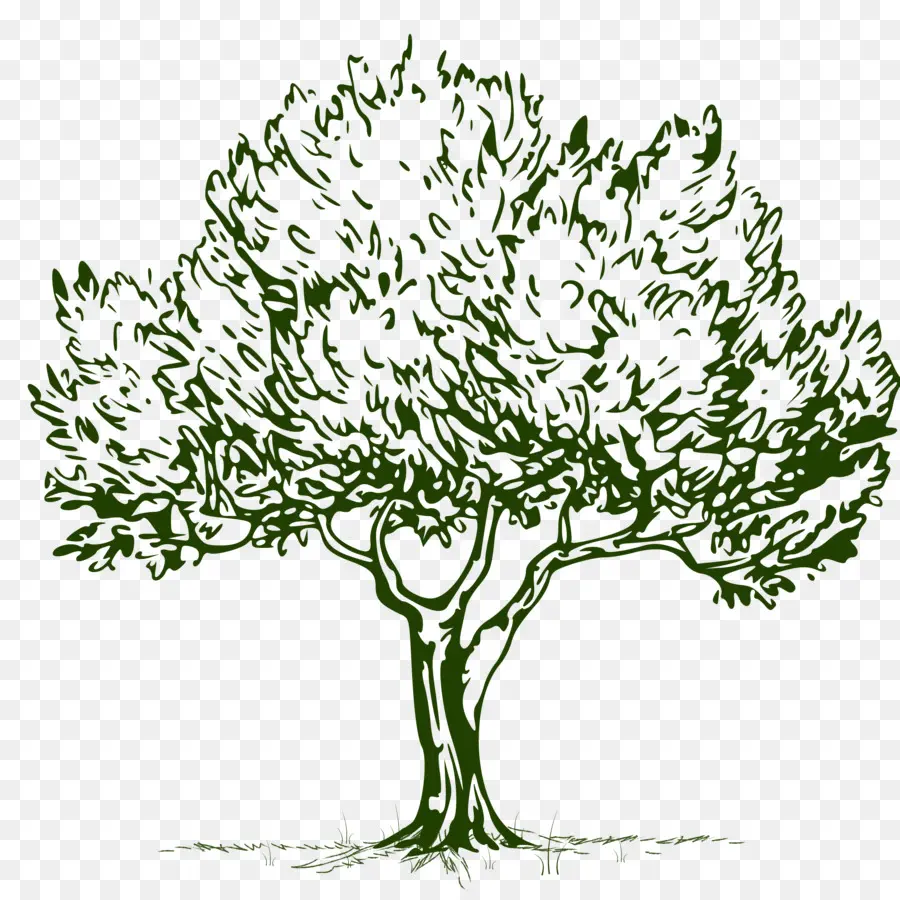 Arte De Línea，Árbol PNG