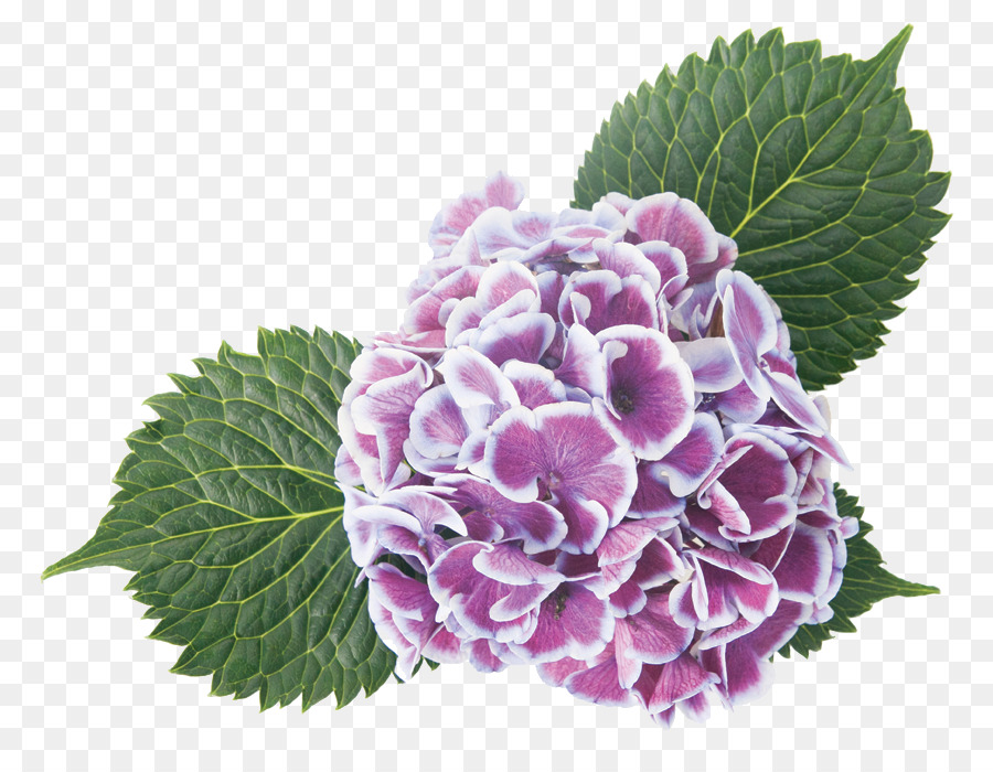 Flor Rosa，Flor PNG