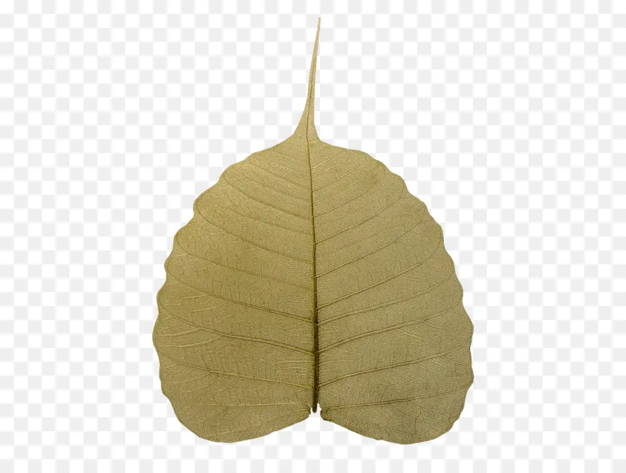 Hoja，Planta PNG