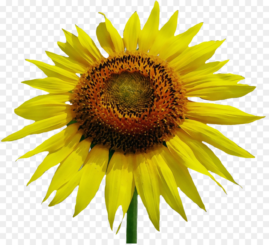 Flor，Girasol PNG