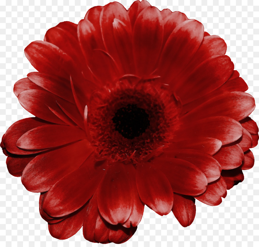 Barberton Daisy，Gerbera PNG