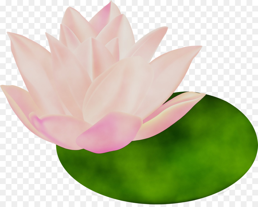 Pétalo，Lotus PNG