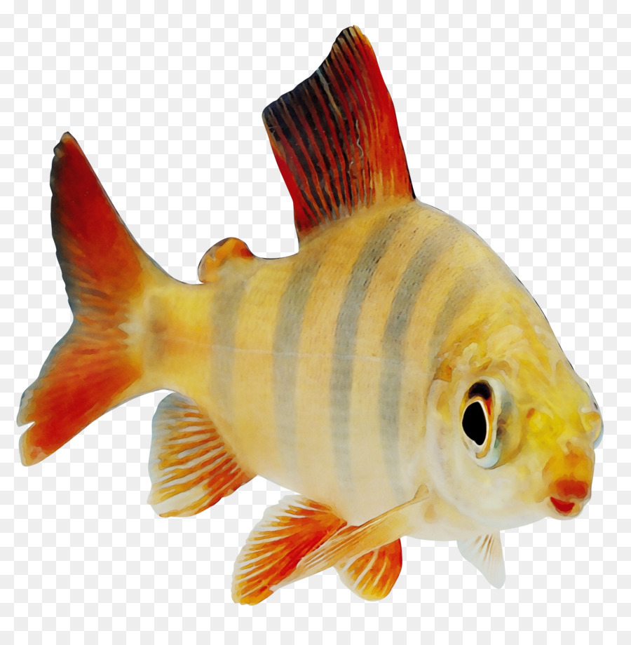 Los Peces，La Aleta PNG