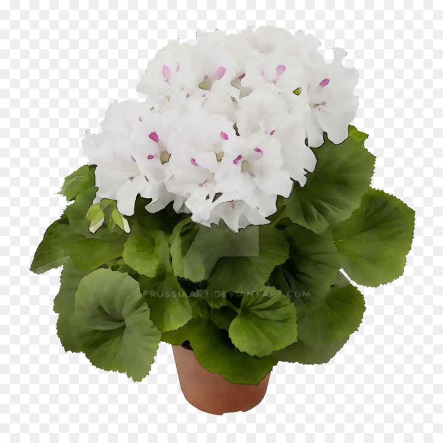 Flor，La Floración De La Planta PNG