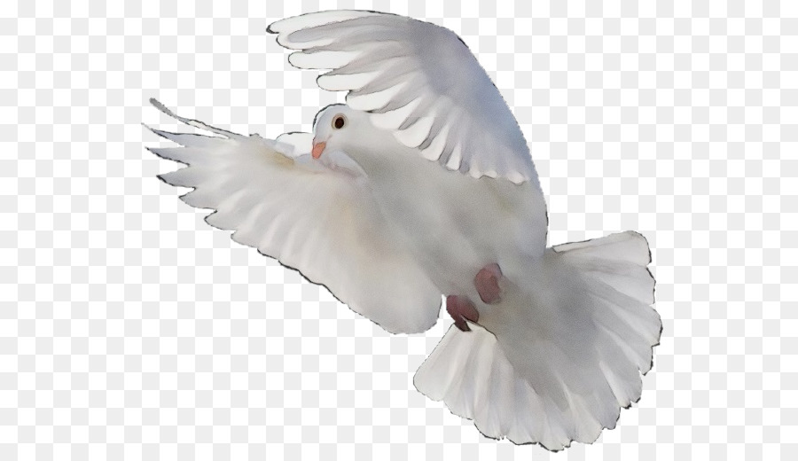 Las Palomas Y Las Palomas，Blanco PNG