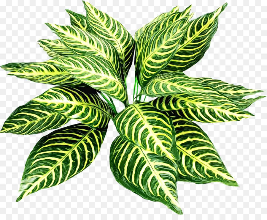 Hoja，Planta PNG