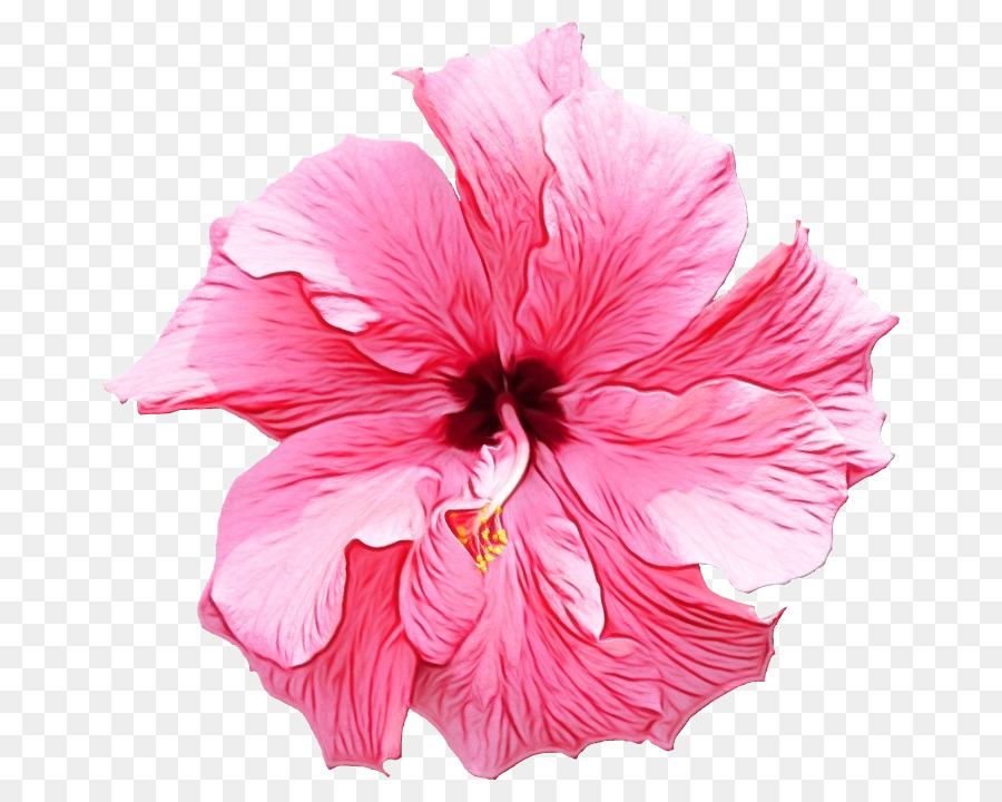 Hibisco，Flor PNG