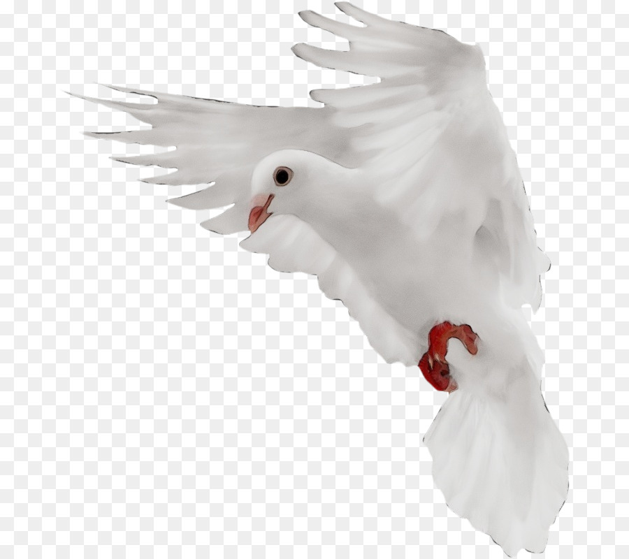 Blanco，Aves PNG