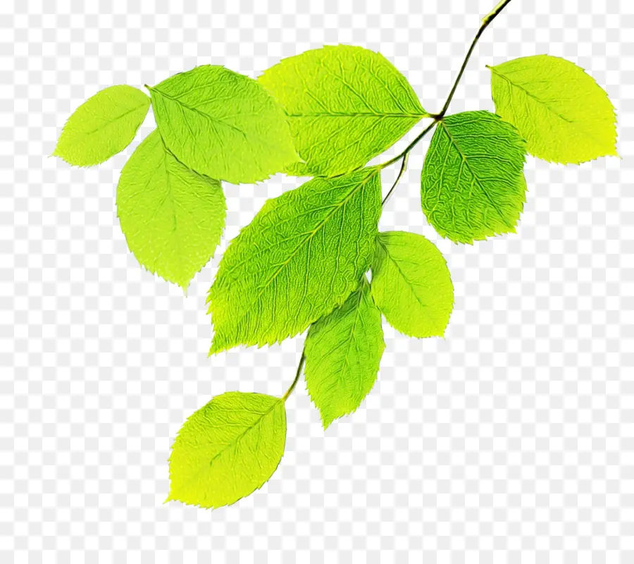 Hoja，Planta PNG