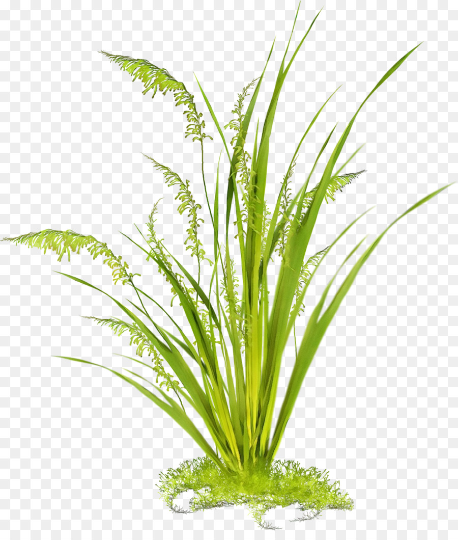 Plantas Verdes，Césped PNG