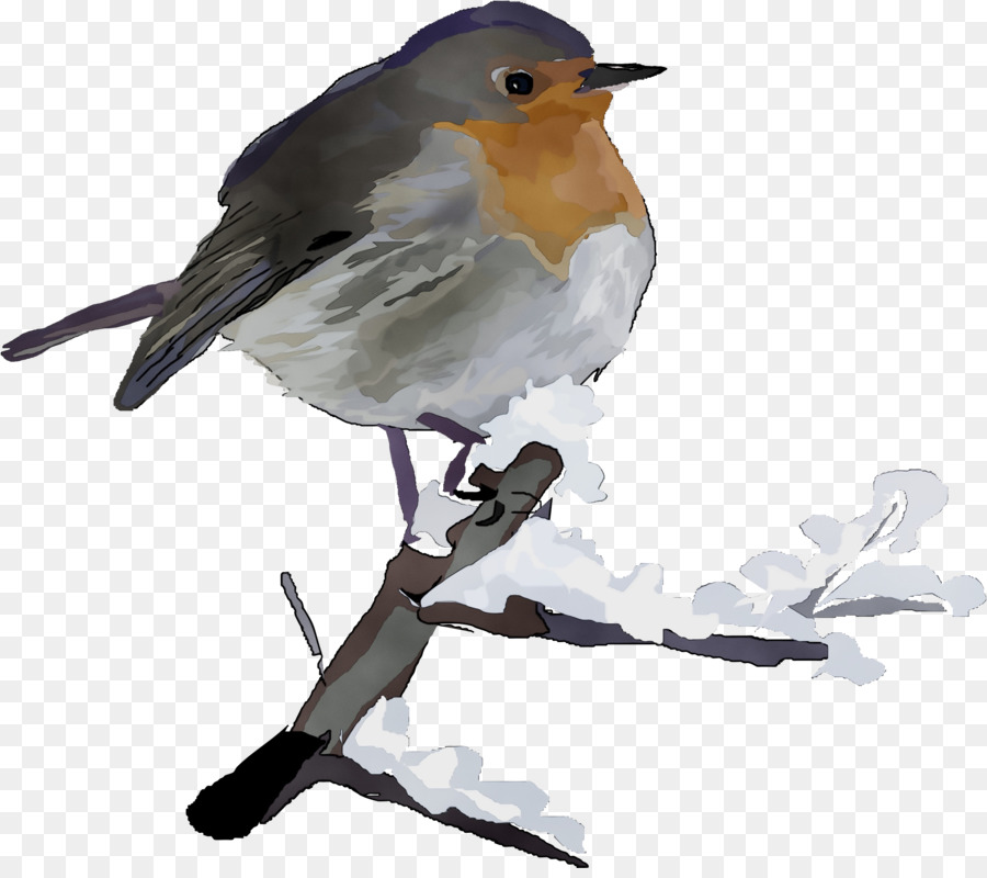 Aves，Europea Robin PNG