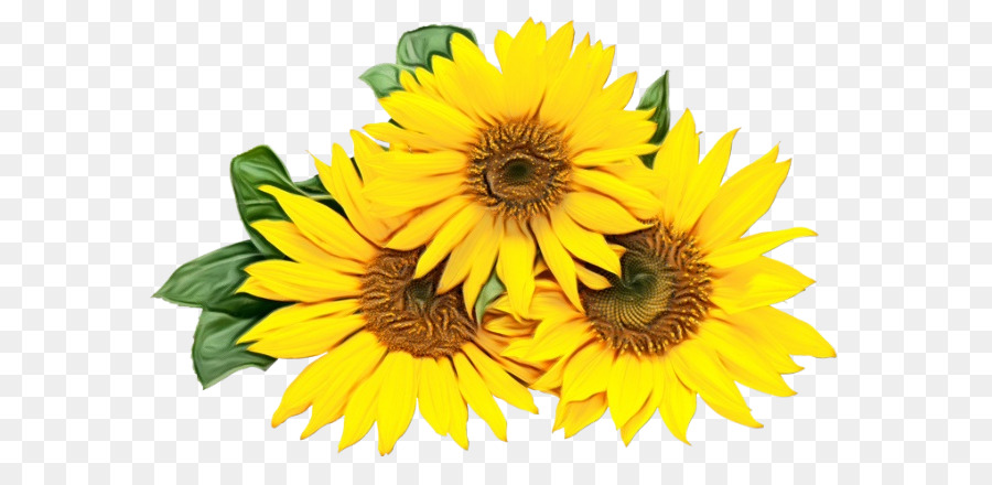 Flor，Girasol PNG