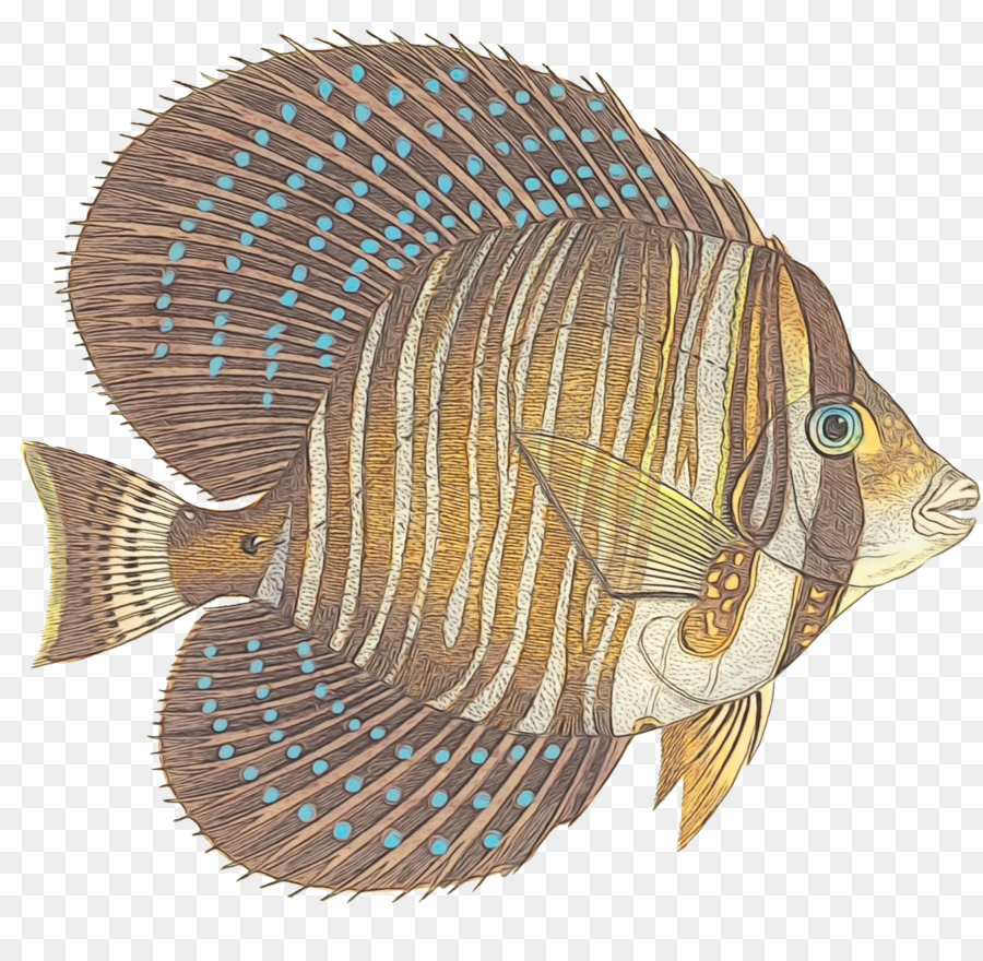 Pez，Tilapia PNG