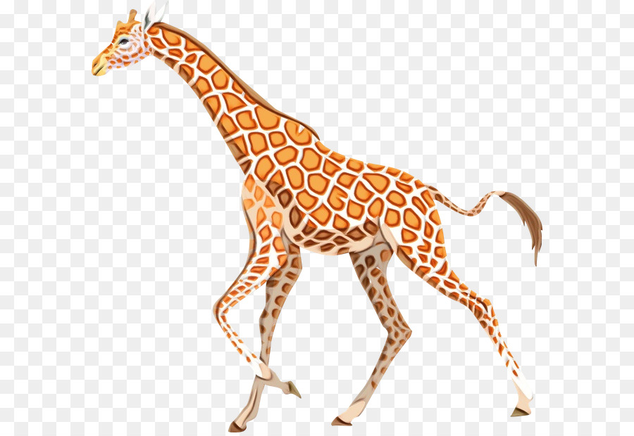 Giraffidae，Jirafa PNG