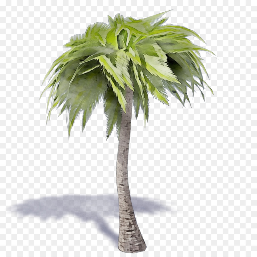 Árbol，Palmera PNG