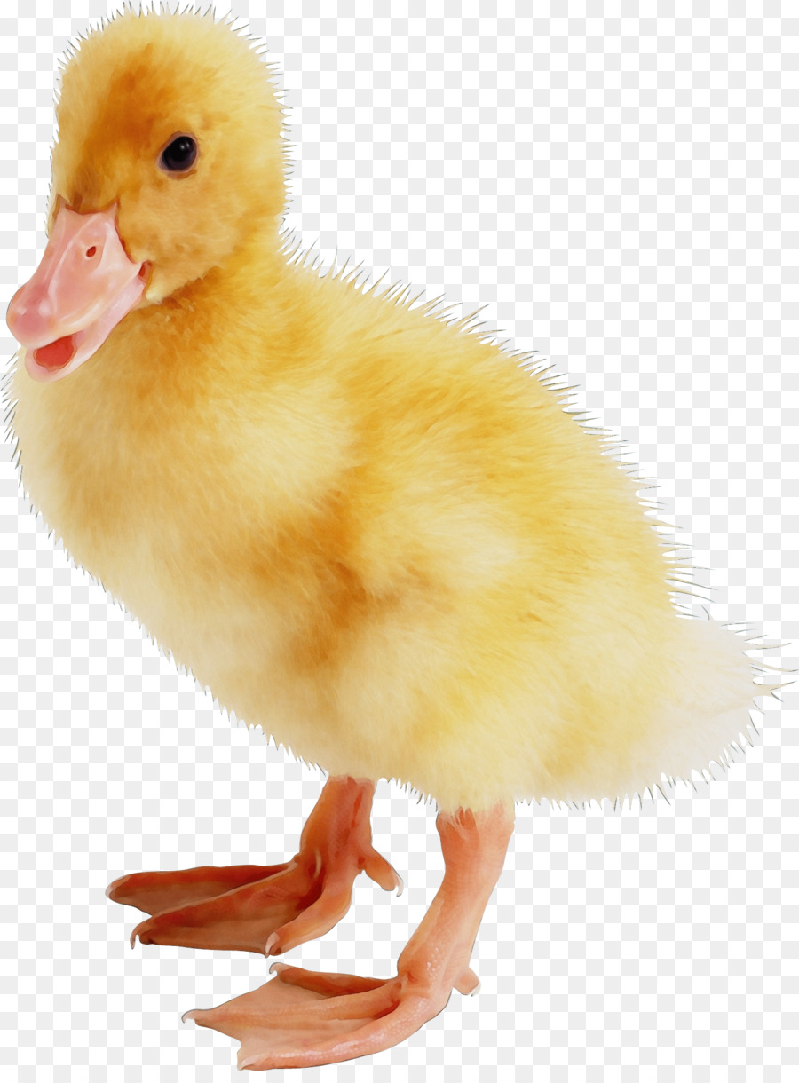 Aves，Pato PNG