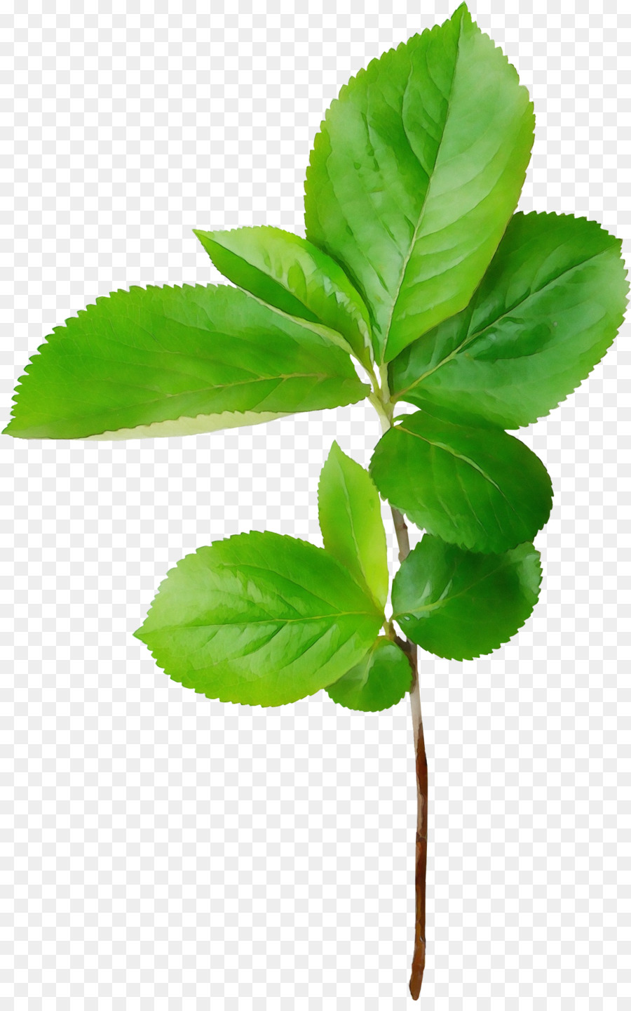 Hojas Verdes，Naturaleza PNG