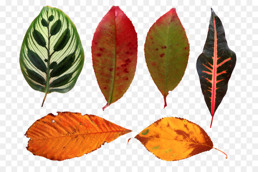 Hoja，Planta PNG