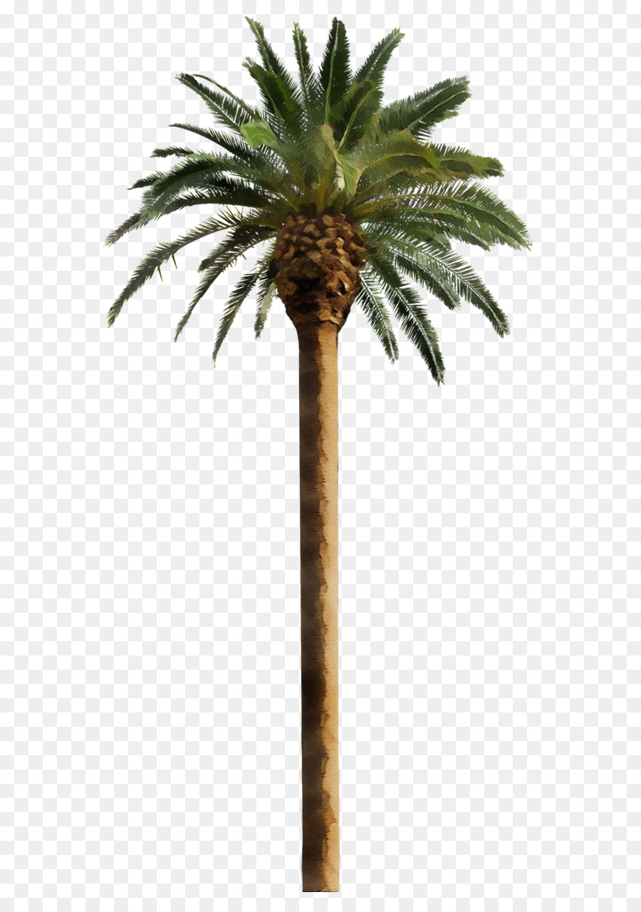 Palmera，Tropical PNG