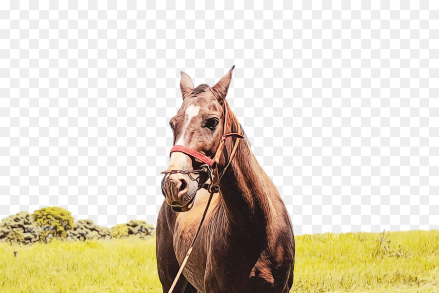 Caballo，Las Praderas PNG