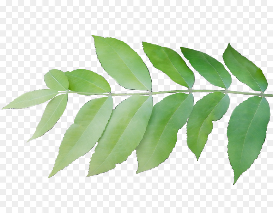 Hoja，Planta PNG