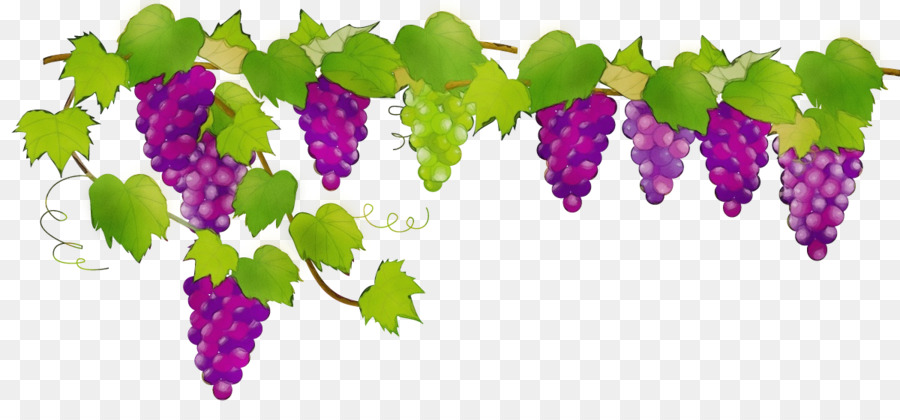 Uvas，Enredadera PNG