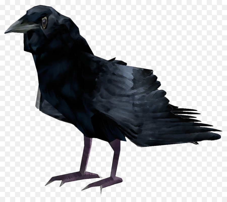 Aves，Cuervo PNG