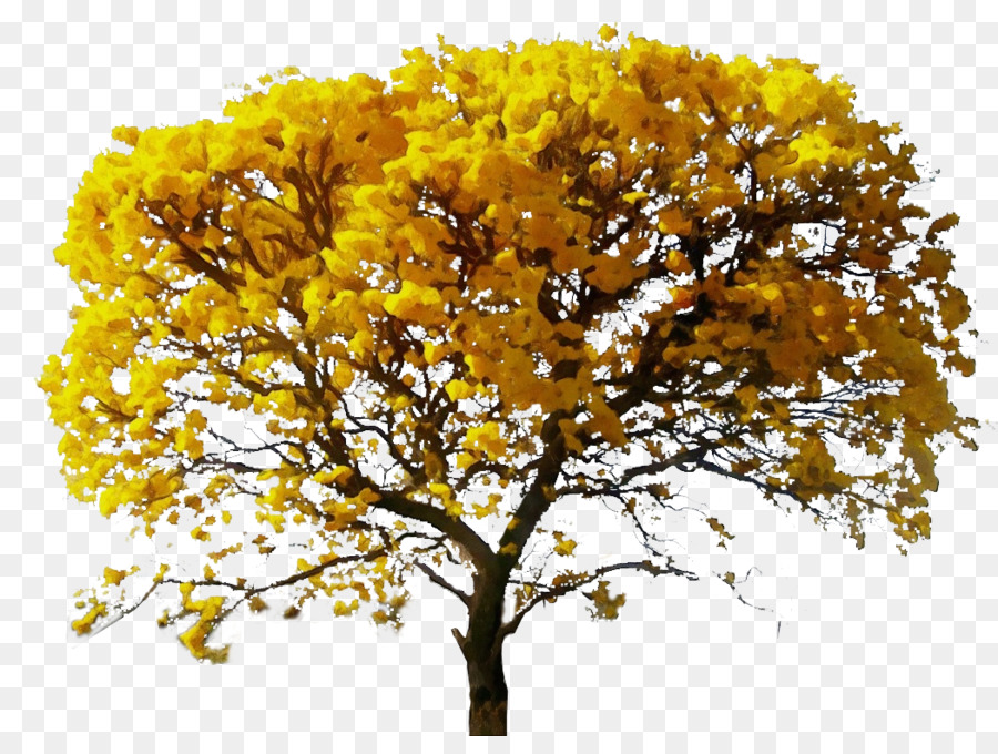 Árbol，Amarillo PNG