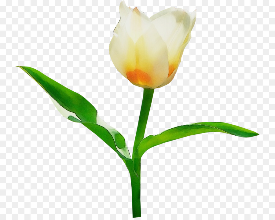 Tulipanes Blancos，Florecer PNG