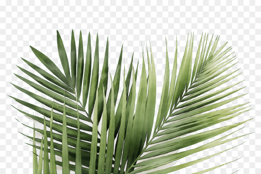 Hoja，Planta PNG