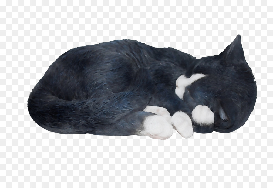 Gato，De Pequeñas A Medianas Gatos PNG