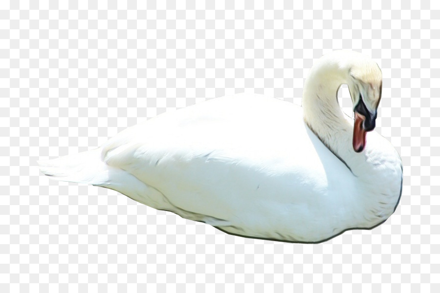 Cisne，Pájaro PNG