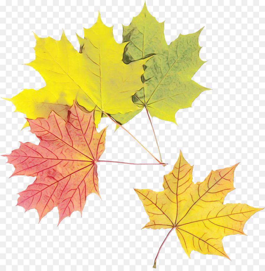 Hojas De Otoño，Caer PNG