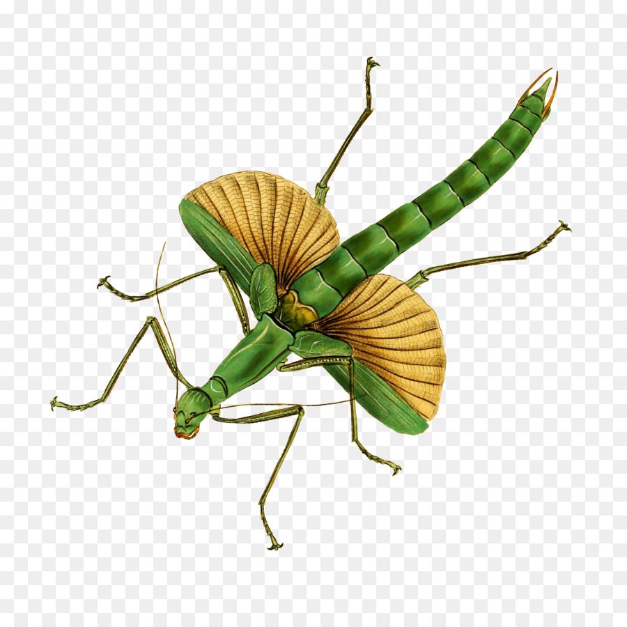 Los Insectos，Mantidae PNG