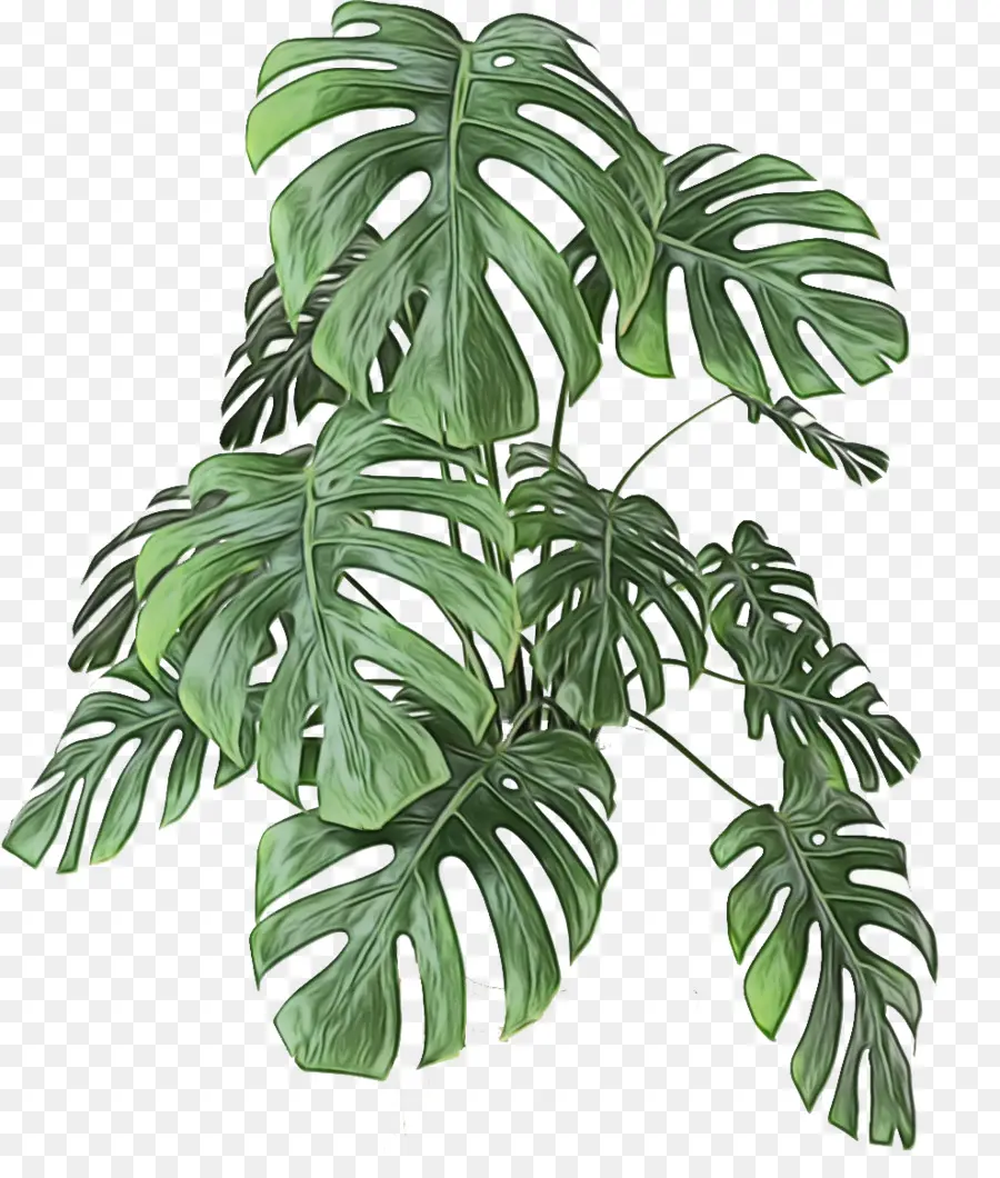 Monstera Deliciosa，Hoja PNG