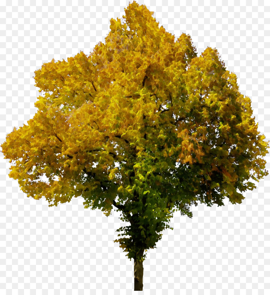 Árbol，Planta PNG