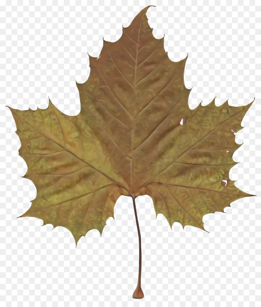 Hoja，árbol PNG