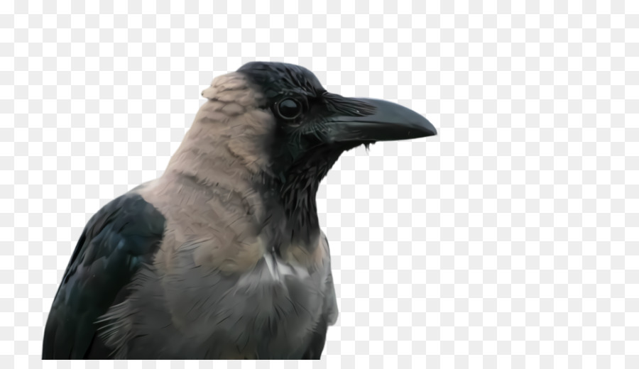 Aves，Cuervo PNG