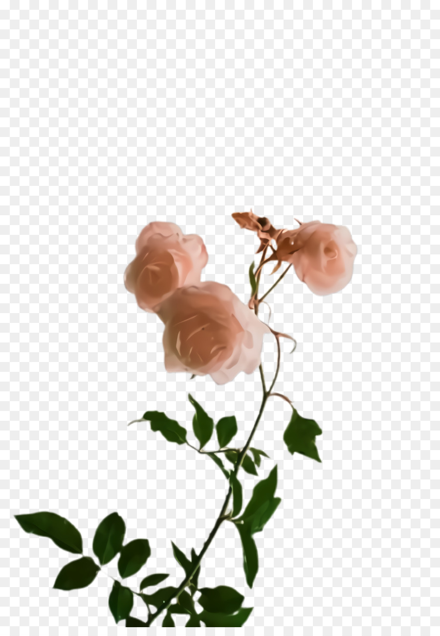 Flor，Rosa PNG