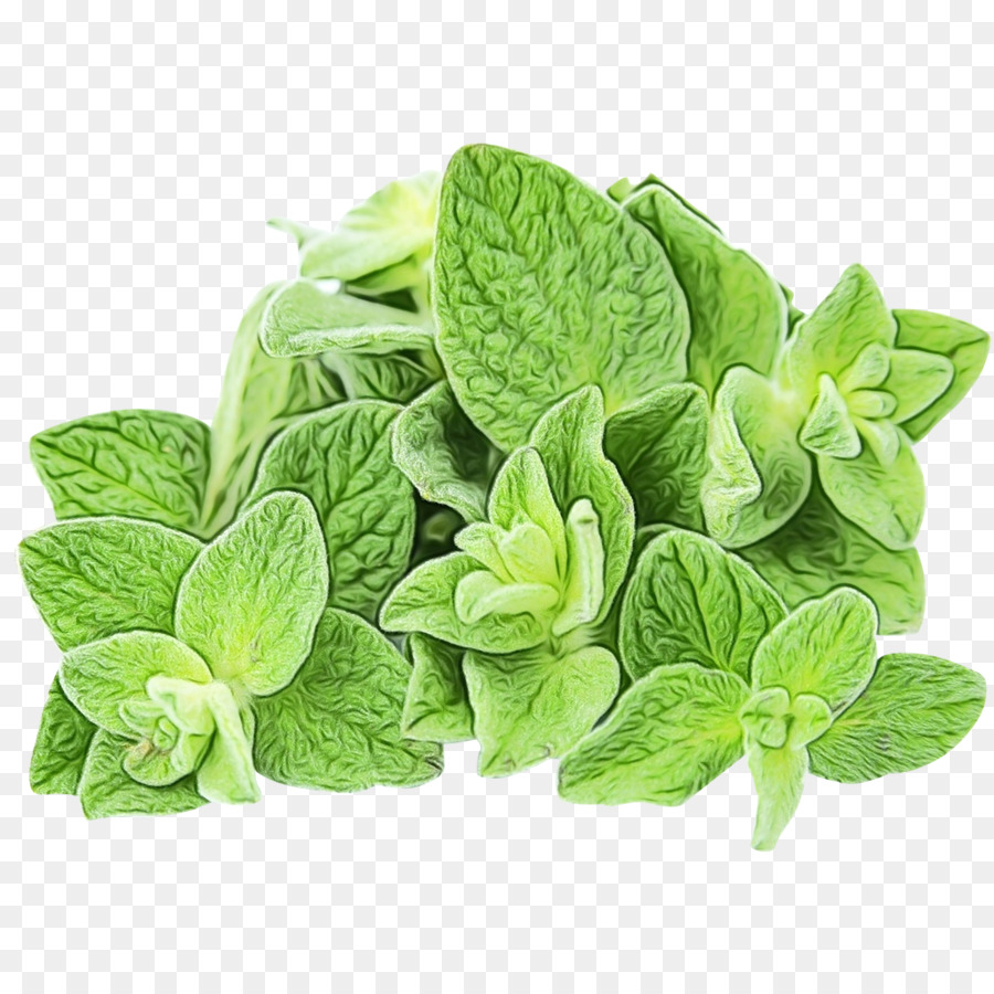 Hojas Verdes，Naturaleza PNG