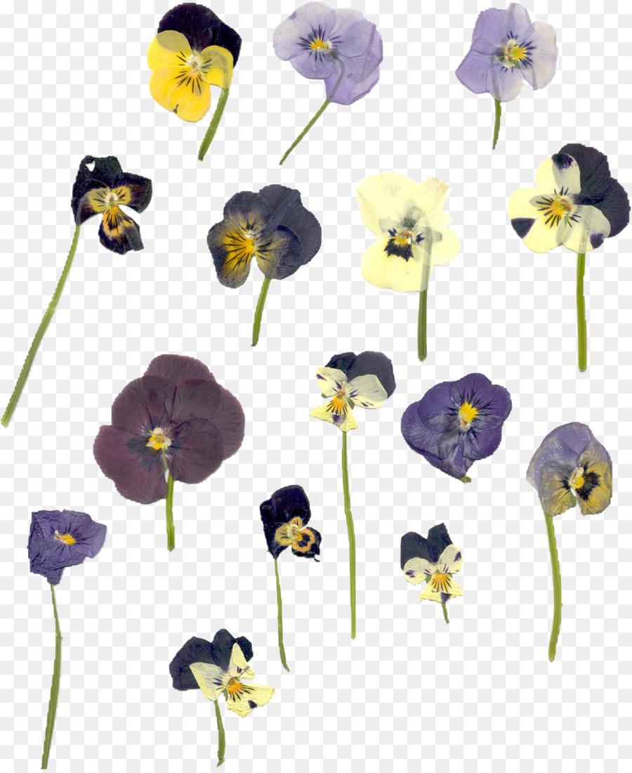 Flor，Violeta PNG