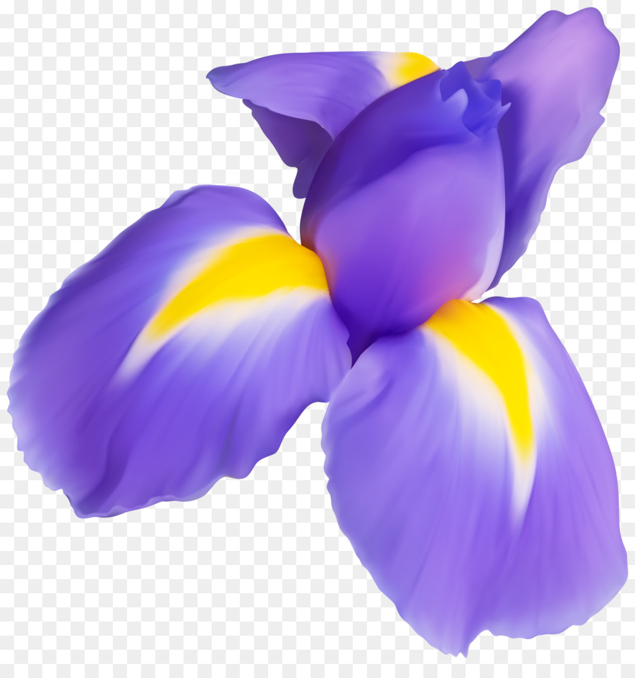 Iris Morado，Pétalos PNG