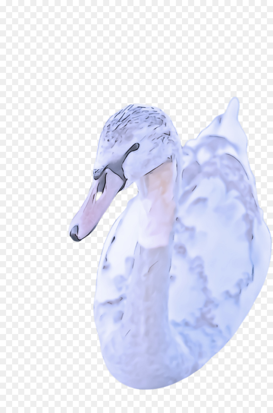 Pato，Swan PNG