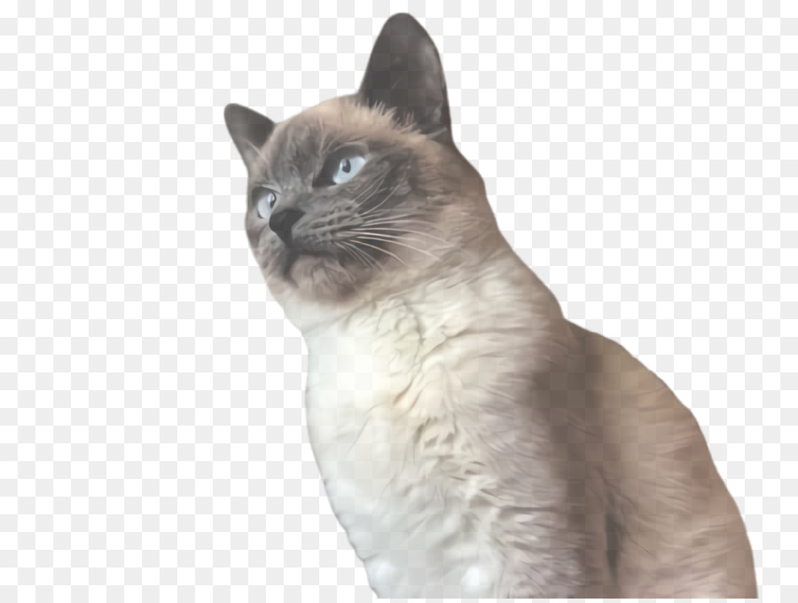 Gato，De Pequeñas A Medianas Gatos PNG