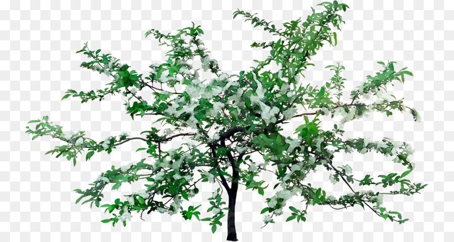 Planta，Árbol PNG