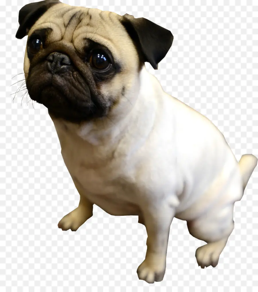 Perro，Pug PNG