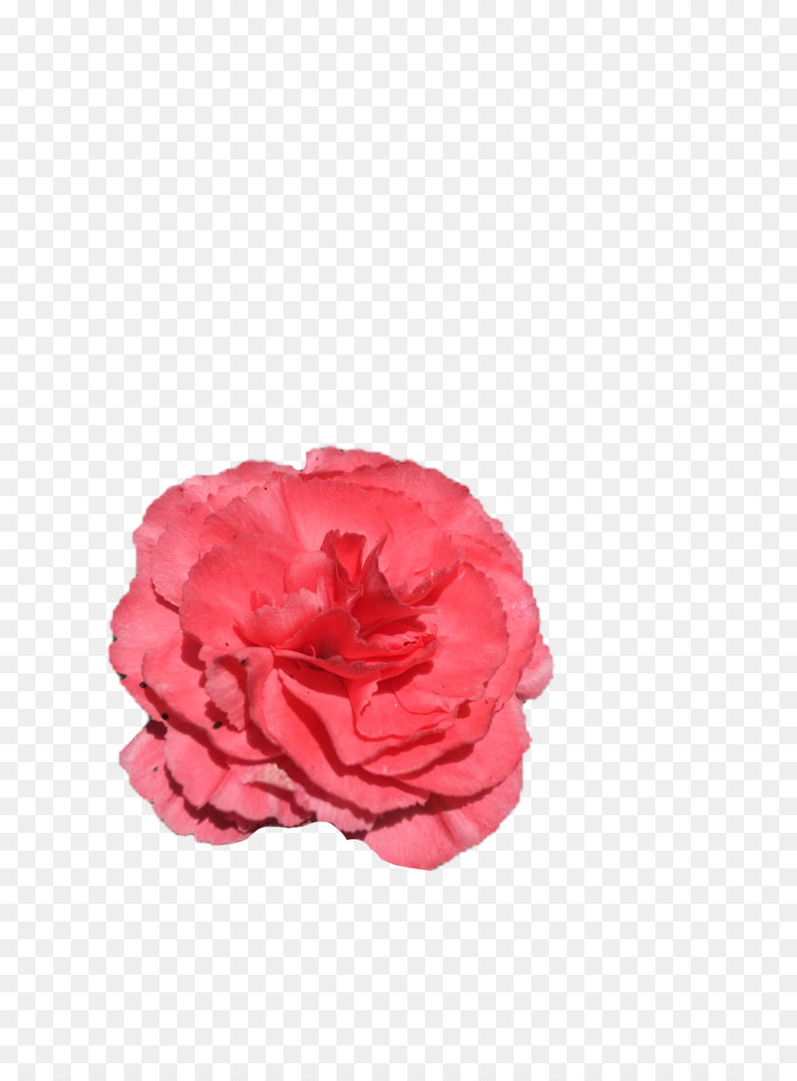 Rosa，Pétalo PNG