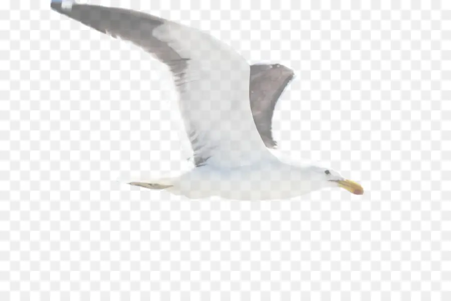 Blanco，Gaviota PNG