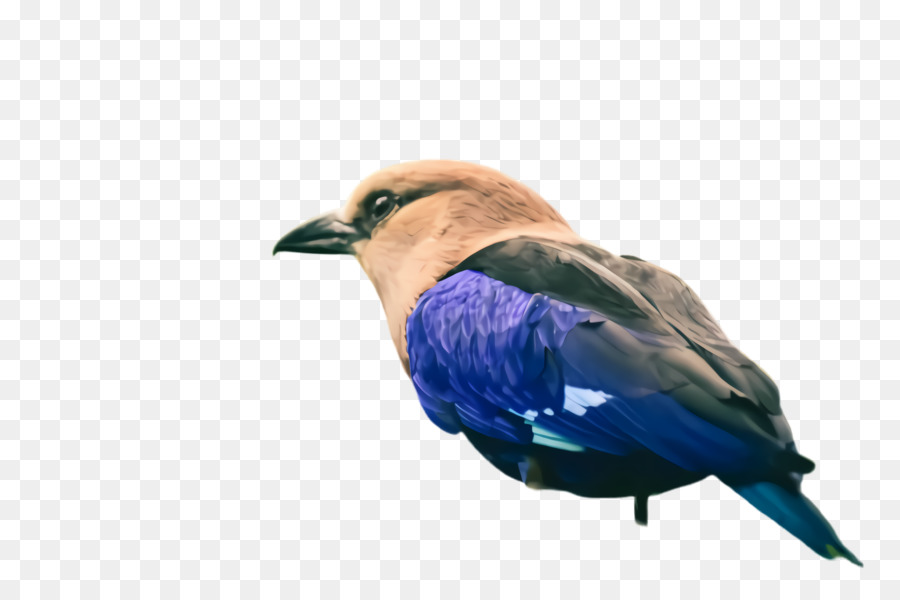 Aves，Pico PNG