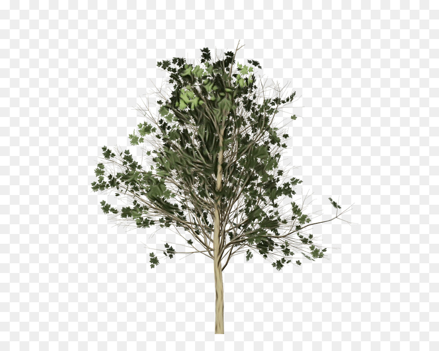 Árbol，Sucursales PNG